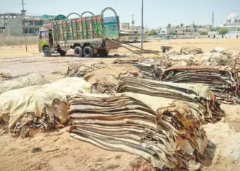 Government announces strict rules for hide collection on Eid-ul-Adha