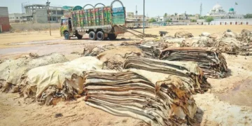 Government announces strict rules for hide collection on Eid-ul-Adha